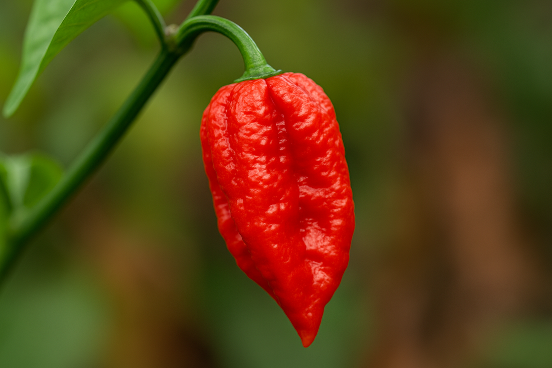 🔥 L’origine du Ghost Pepper : entre feu, tradition et mystère indien